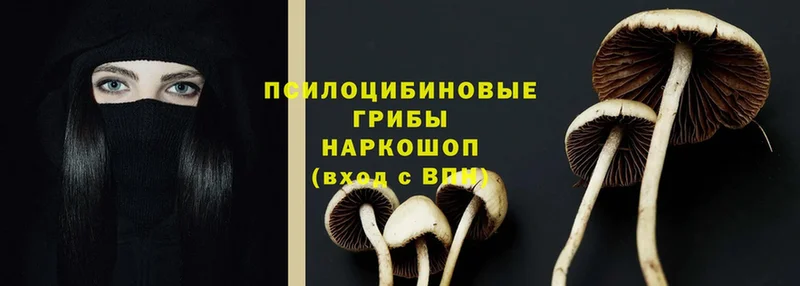 Галлюциногенные грибы Psilocybe  Калязин 