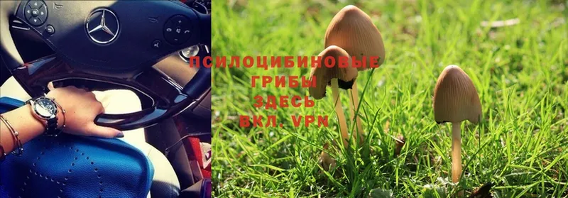 Галлюциногенные грибы Psilocybe Калязин